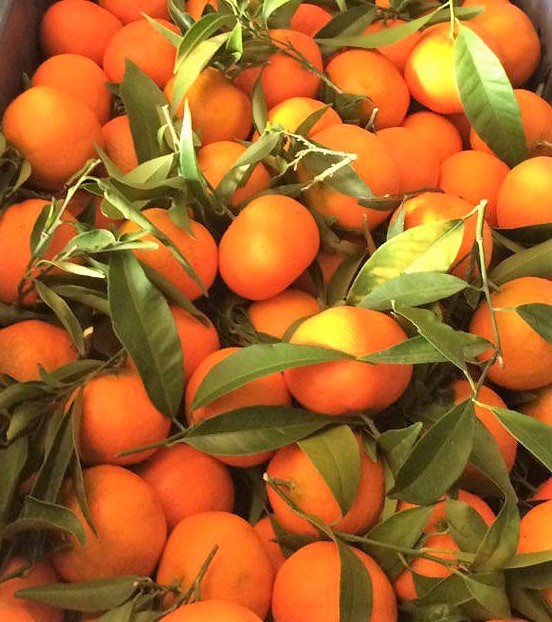 Mandarynki klementynki 1kg