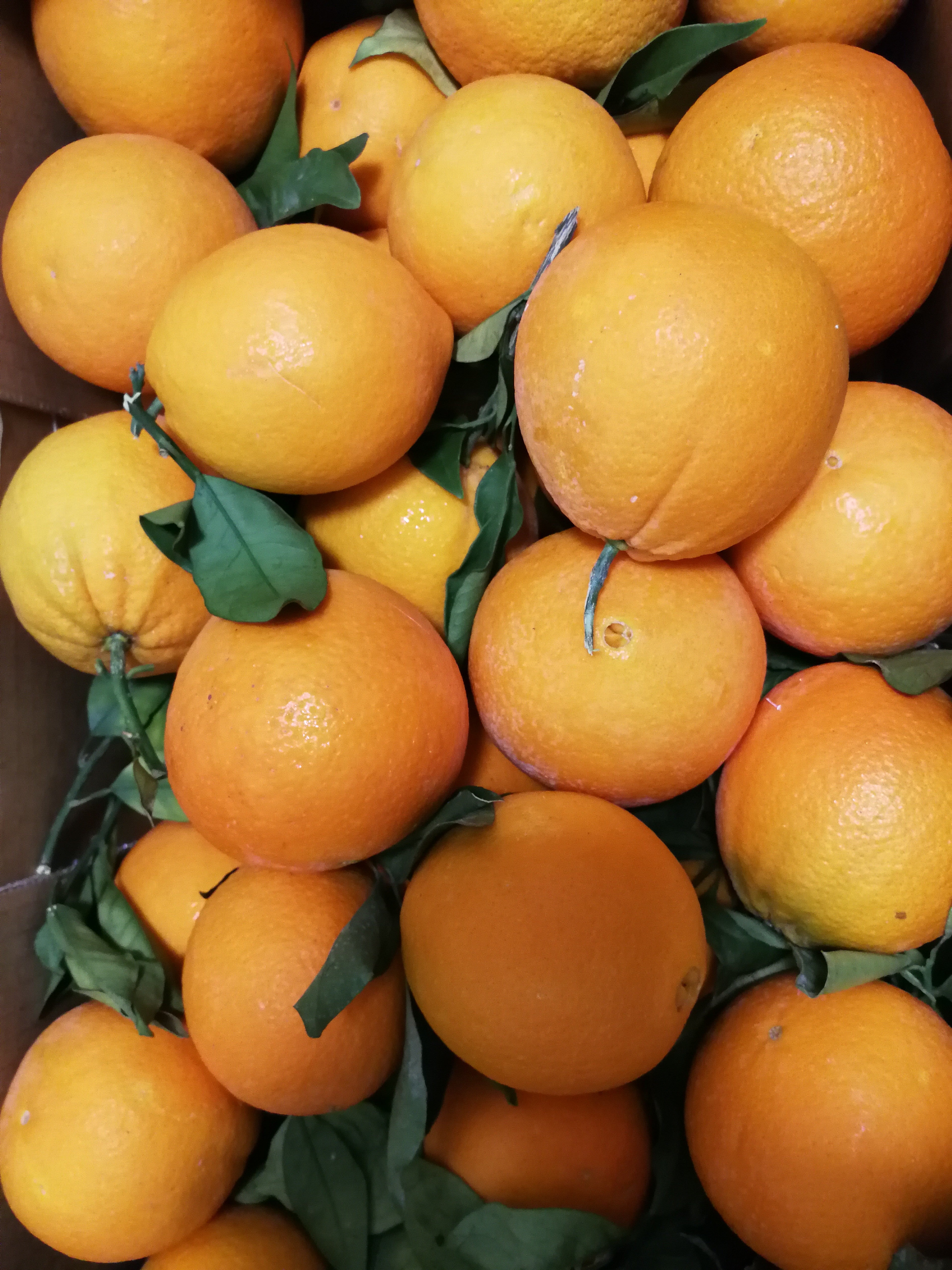 Oranges 1 kg