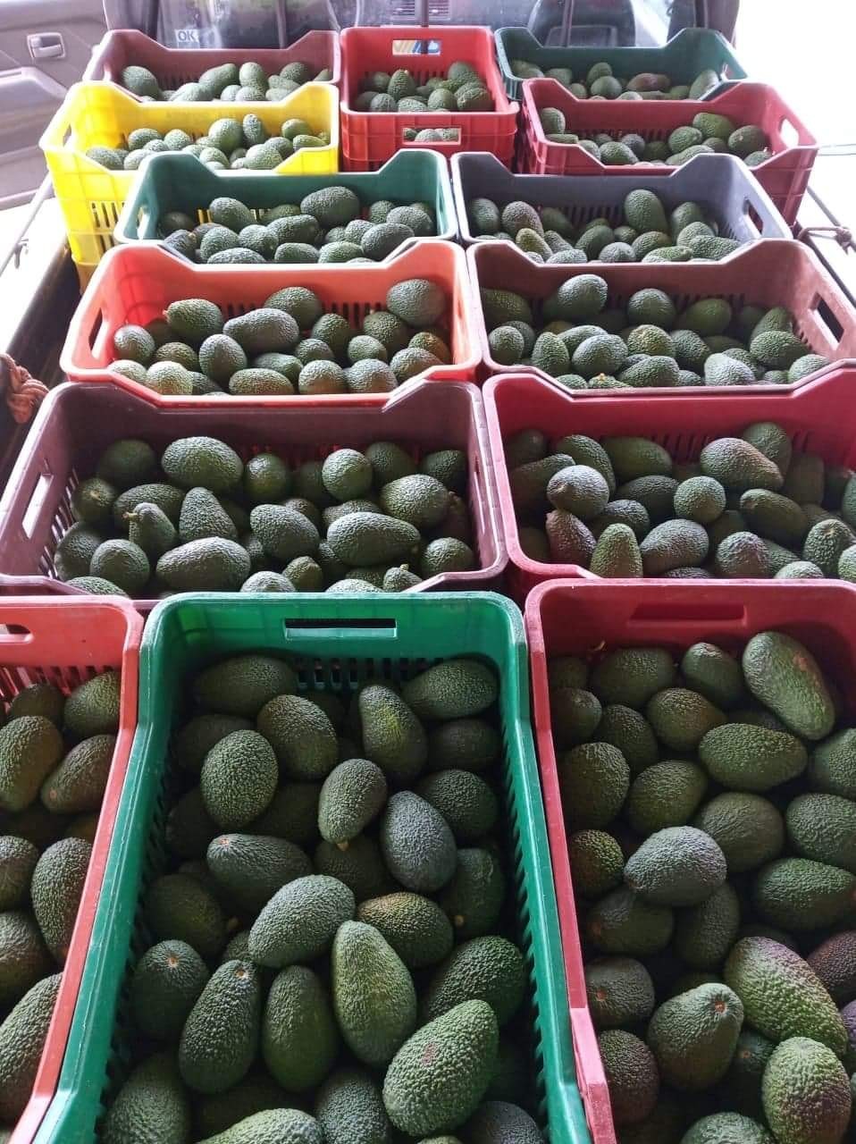 Hass avocado from Crete 1kg
