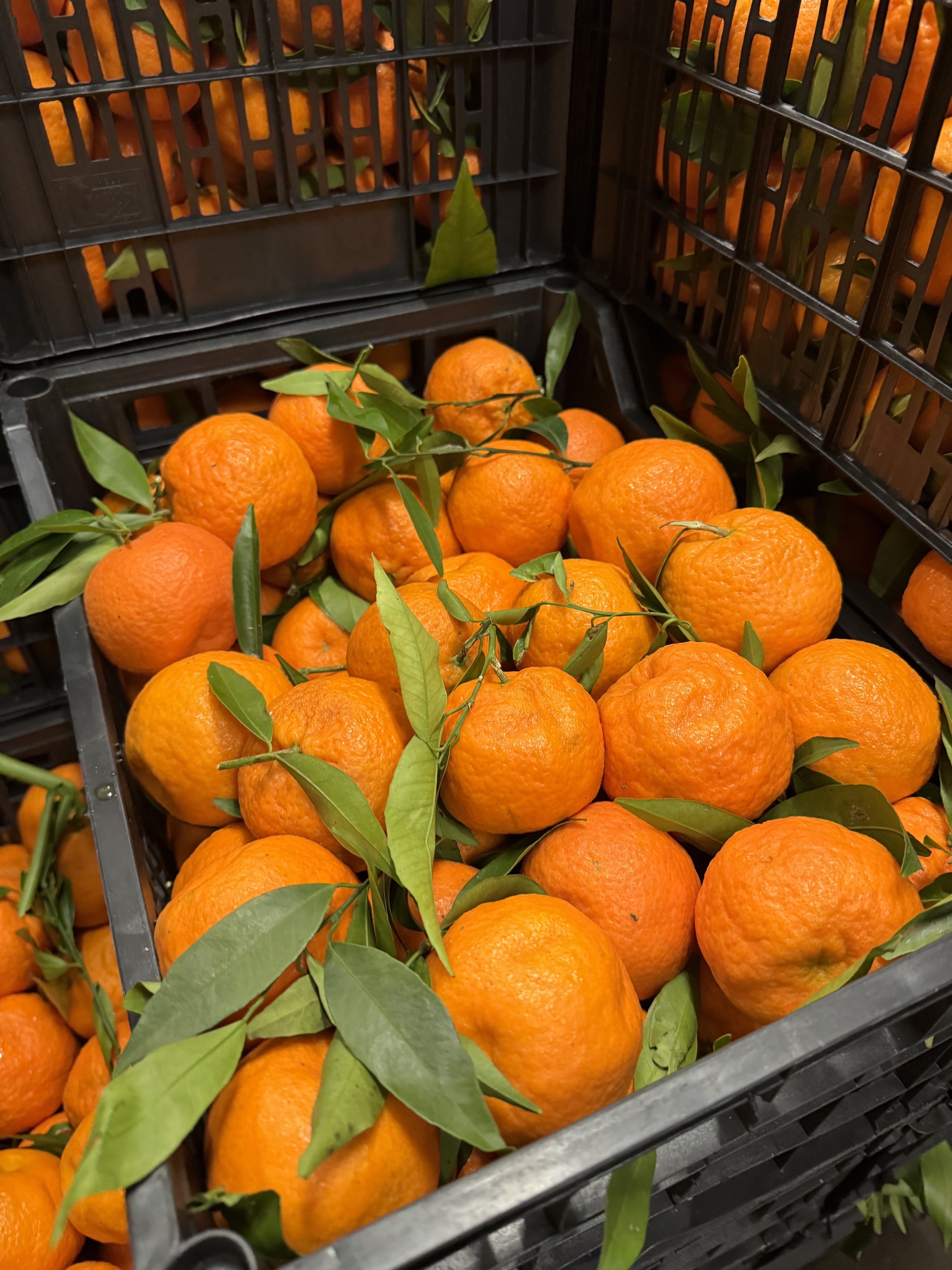 Mandarynki klementynki 1kg