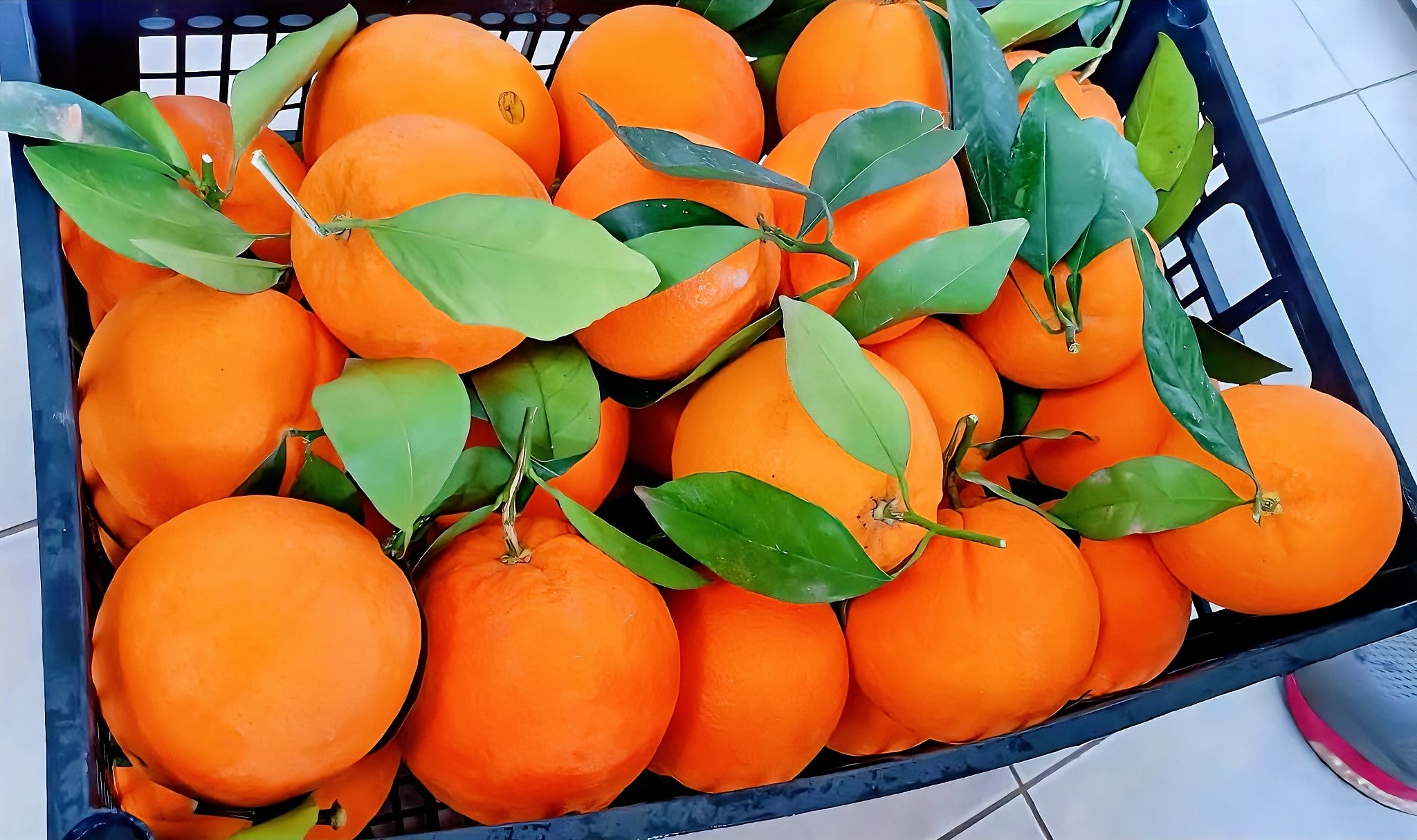 Oranges 1 kg