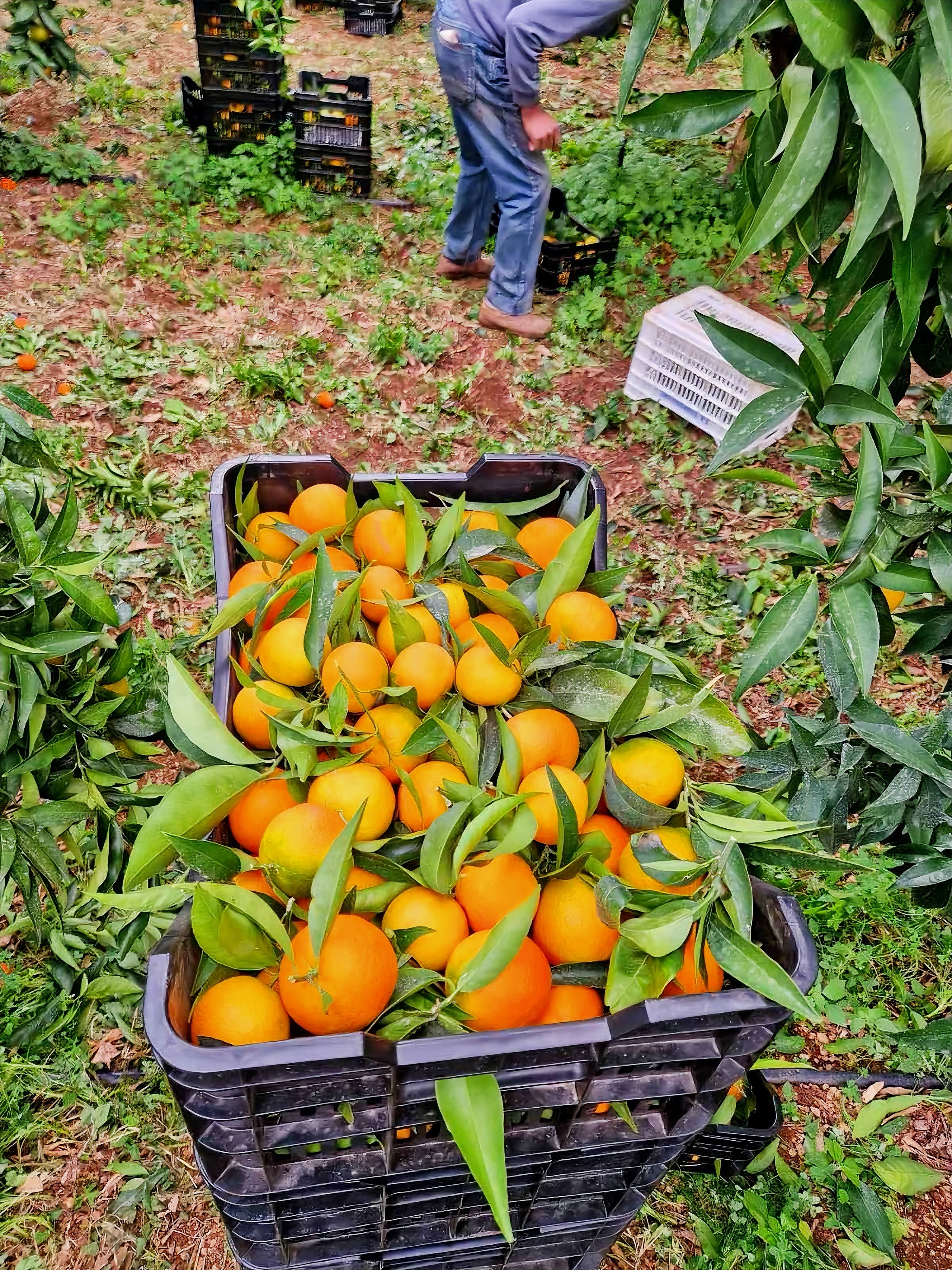 Oranges 1 kg