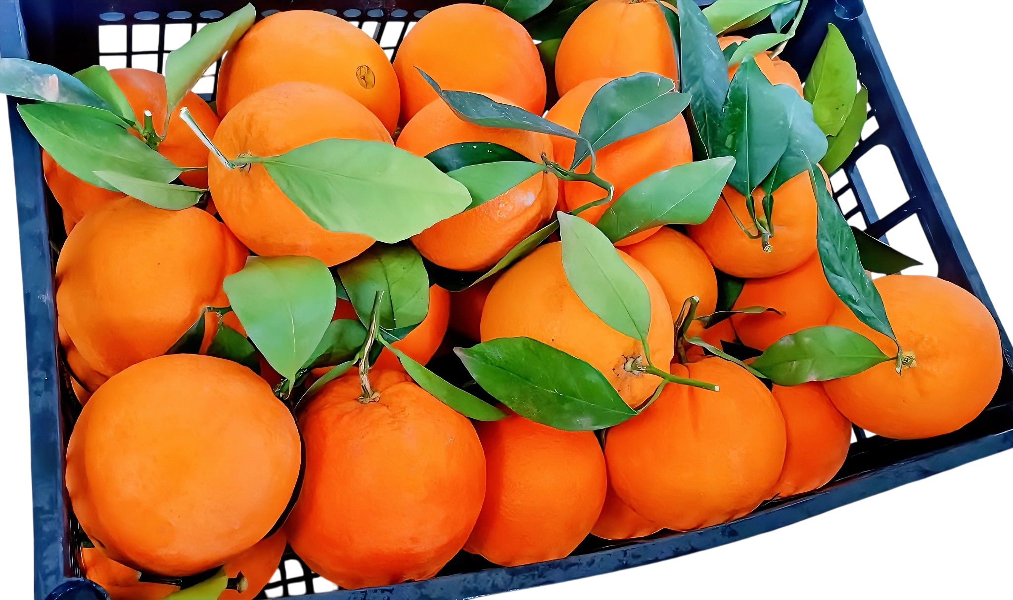 Oranges 1 kg